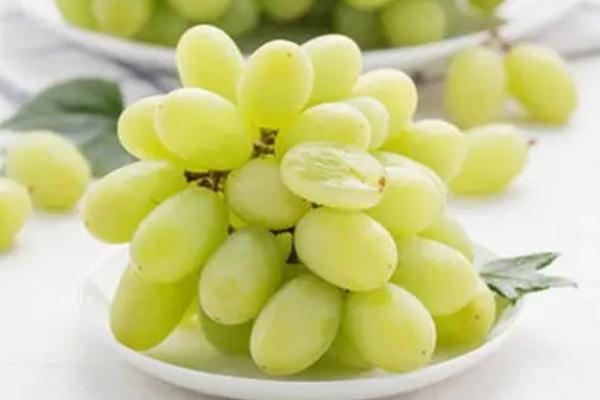 青提可以放幾天 青提可以放冰箱冷藏嗎 青提可以放幾天 青提可以放冰箱冷藏嗎