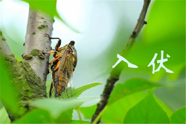 三伏天要注意哪些事項(xiàng) 三伏天喝什么湯好 三伏天要注意哪些事項(xiàng) 三伏天喝什么湯好