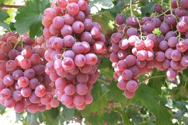 紅提子上火嗎 紅提上火還是去火 紅提子上火嗎 紅提上火還是去火