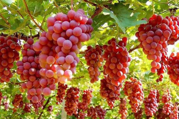 紅提可以連皮一起吃嗎 紅提皮的功效及作用 紅提可以連皮一起吃嗎 紅提皮的功效及作用