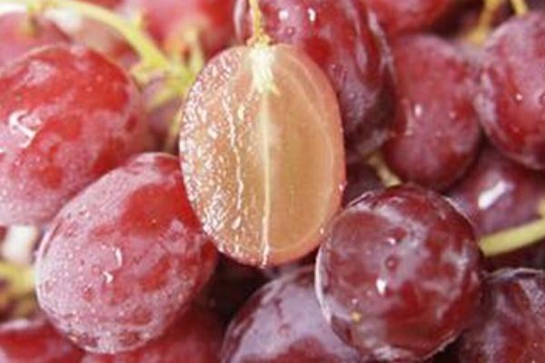 紅提可以做葡萄酒嗎 紅提怎么做葡萄酒 紅提可以做葡萄酒嗎 紅提怎么做葡萄酒