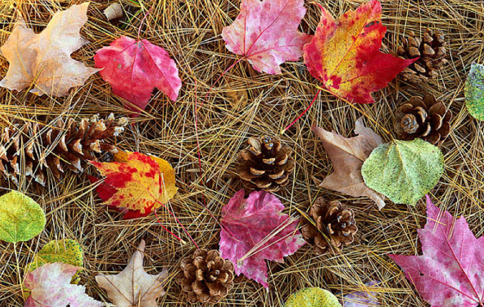 松毛泡酒能治斑禿嗎 松毛泡酒還要方點(diǎn)什么 松毛泡酒能治斑禿嗎 松毛泡酒還要方點(diǎn)什么