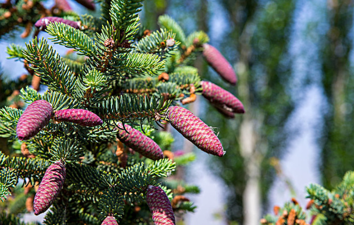松毛泡酒能治斑禿嗎 松毛泡酒還要方點(diǎn)什么 松毛泡酒能治斑禿嗎 松毛泡酒還要方點(diǎn)什么