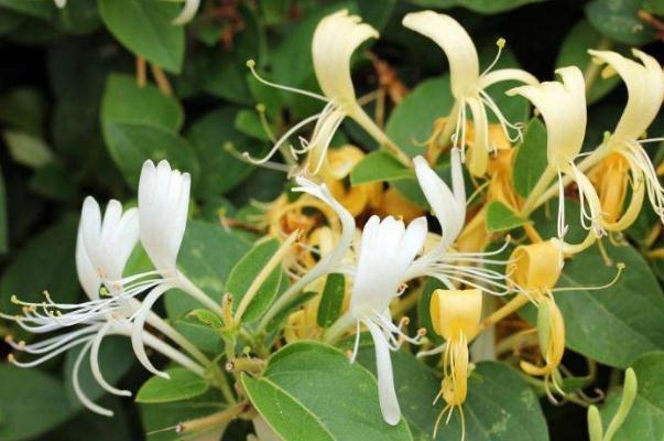 金銀花的功效與作用 金銀花的禁忌 金銀花的功效與作用 金銀花的禁忌