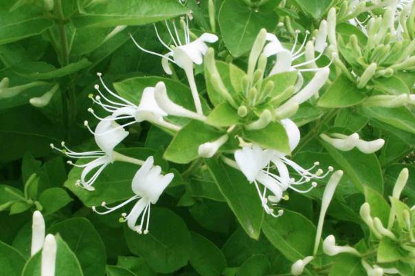 金銀花會影響睡眠嗎 晚上喝金銀花失眠嗎 金銀花會影響睡眠嗎 晚上喝金銀花失眠嗎