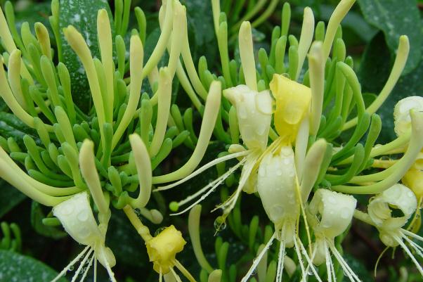 金銀花有什么藥用價(jià)值 金銀花有毛絨的好還是沒(méi)有毛絨的好 金銀花有什么藥用價(jià)值 金銀花有毛絨的好還是沒(méi)有毛絨的好