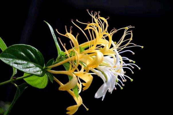 金銀花的副作用與禁忌 金銀花是寒性還是熱性 金銀花的副作用與禁忌 金銀花是寒性還是熱性