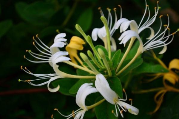 金銀花會影響睡眠嗎 晚上喝金銀花失眠嗎 金銀花會影響睡眠嗎 晚上喝金銀花失眠嗎