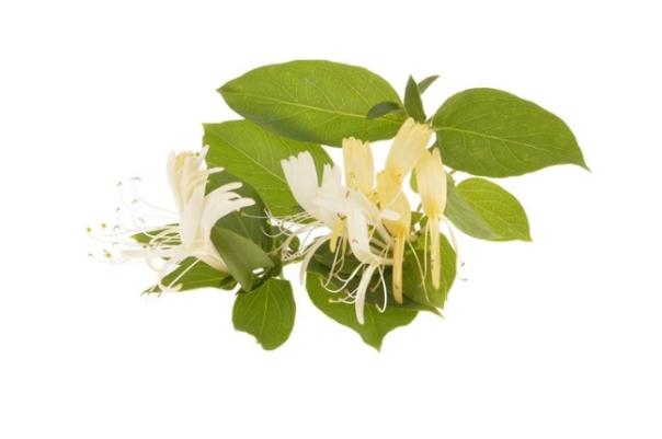 金銀花對婦科炎癥有用嗎 金銀花能治痤瘡嗎 金銀花對婦科炎癥有用嗎 金銀花能治痤瘡嗎