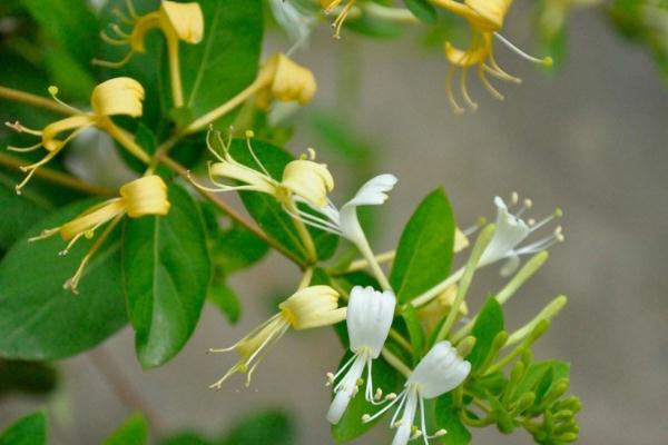 金銀花會拉肚子嗎 金銀花拉肚子能喝嗎 金銀花會拉肚子嗎 金銀花拉肚子能喝嗎