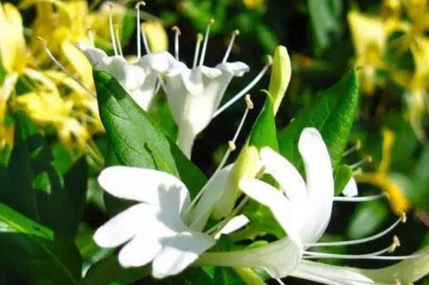 金銀花對婦科炎癥有用嗎 金銀花能治痤瘡嗎 金銀花對婦科炎癥有用嗎 金銀花能治痤瘡嗎