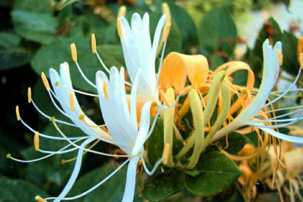 金銀花會拉肚子嗎 金銀花拉肚子能喝嗎 金銀花會拉肚子嗎 金銀花拉肚子能喝嗎