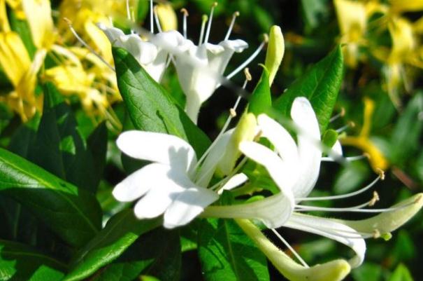 金銀花有什么藥用價(jià)值 金銀花有毛絨的好還是沒(méi)有毛絨的好 金銀花有什么藥用價(jià)值 金銀花有毛絨的好還是沒(méi)有毛絨的好