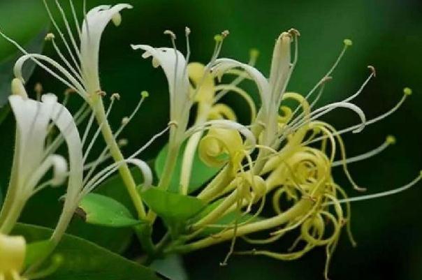 金銀花會拉肚子嗎 金銀花拉肚子能喝嗎 金銀花會拉肚子嗎 金銀花拉肚子能喝嗎