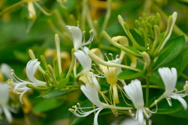 金銀花的副作用與禁忌 金銀花是寒性還是熱性 金銀花的副作用與禁忌 金銀花是寒性還是熱性