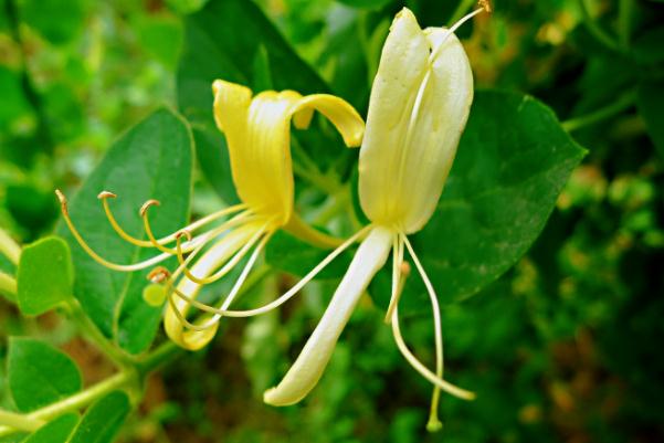 金銀花對(duì)濕疹有作用嗎 金銀花對(duì)肺結(jié)節(jié)有什么好處 金銀花對(duì)濕疹有作用嗎 金銀花對(duì)肺結(jié)節(jié)有什么好處