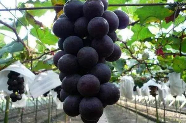 巨峰葡萄孕婦血糖有點(diǎn)高可以吃嗎 孕婦吃葡萄的注意事項(xiàng) 巨峰葡萄孕婦血糖有點(diǎn)高可以吃嗎 孕婦吃葡萄的注意事項(xiàng)