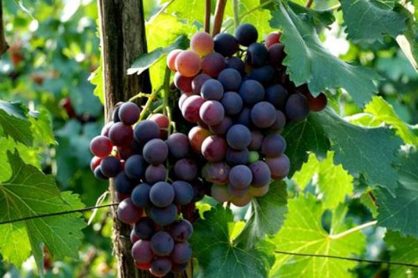 巨峰葡萄可以放冰箱嗎 巨峰葡萄如何保存時間長一點(diǎn)