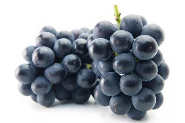 巨峰葡萄的熱量高嗎 巨峰葡萄的含糖量是多少 巨峰葡萄的熱量高嗎 巨峰葡萄的含糖量是多少