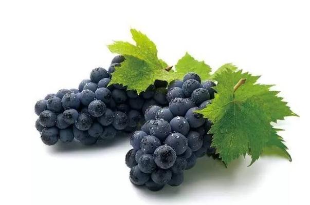 巨峰葡萄可以多吃嗎 巨峰葡萄吃多了會上火嗎 巨峰葡萄可以多吃嗎 巨峰葡萄吃多了會上火嗎