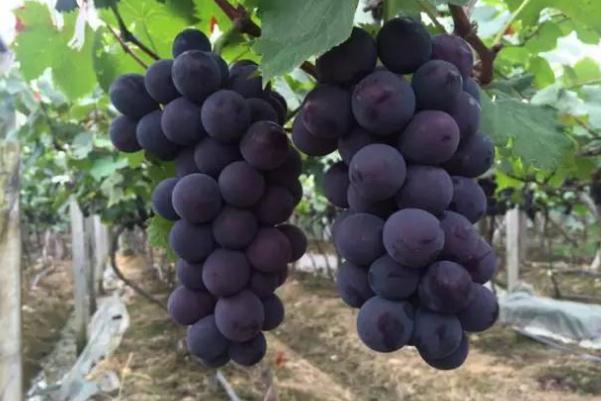 巨峰葡萄的熱量高嗎 巨峰葡萄的含糖量是多少 巨峰葡萄的熱量高嗎 巨峰葡萄的含糖量是多少