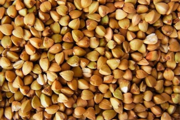 苦蕎可以蒸米飯嗎 苦蕎蒸米飯要先炒炒嗎 苦蕎可以蒸米飯嗎 苦蕎蒸米飯要先炒炒嗎