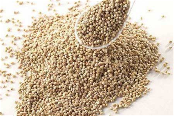 苦蕎可以直接嚼服嗎 苦蕎直接吃有什么好處 苦蕎可以直接嚼服嗎 苦蕎直接吃有什么好處