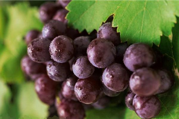 巨峰葡萄可以多吃嗎 巨峰葡萄吃多了會上火嗎 巨峰葡萄可以多吃嗎 巨峰葡萄吃多了會上火嗎