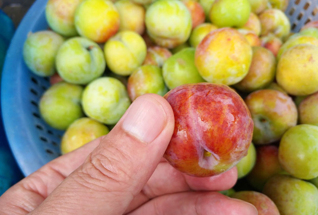 李子怎么挑選甜的 李子為什么不能多吃 李子怎么挑選甜的 李子為什么不能多吃