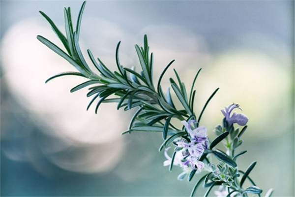 迷迭香有驅(qū)蚊的作用嗎 迷迭香驅(qū)蚊效果好嗎 迷迭香有驅(qū)蚊的作用嗎 迷迭香驅(qū)蚊效果好嗎