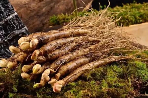 西洋參適合什么樣的人群服用 西洋參適合什么季節(jié)服用 西洋參適合什么樣的人群服用 西洋參適合什么季節(jié)服用