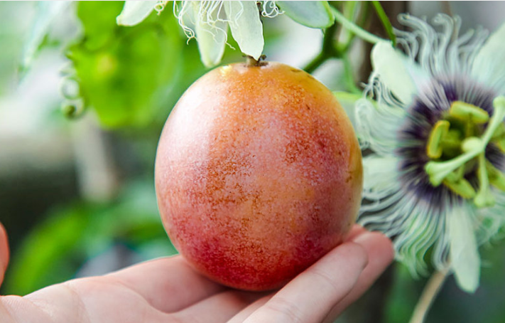 百香果美白是真的嗎 百香果美白多久見效 百香果美白是真的嗎 百香果美白多久見效