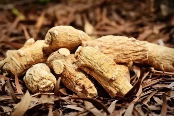 西洋參會(huì)導(dǎo)致失眠嗎 西洋參會(huì)加重濕氣嗎 西洋參會(huì)導(dǎo)致失眠嗎 西洋參會(huì)加重濕氣嗎