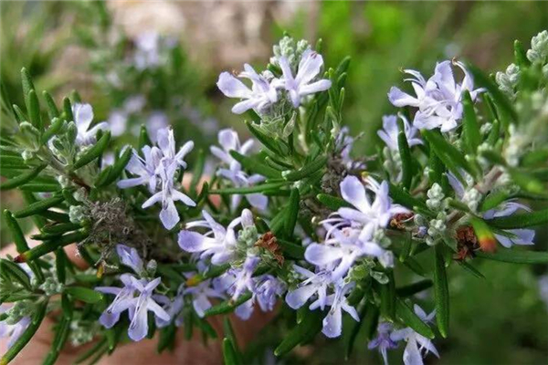 迷迭香有什么作用和功效 迷迭香有毒嗎 迷迭香有什么作用和功效 迷迭香有毒嗎