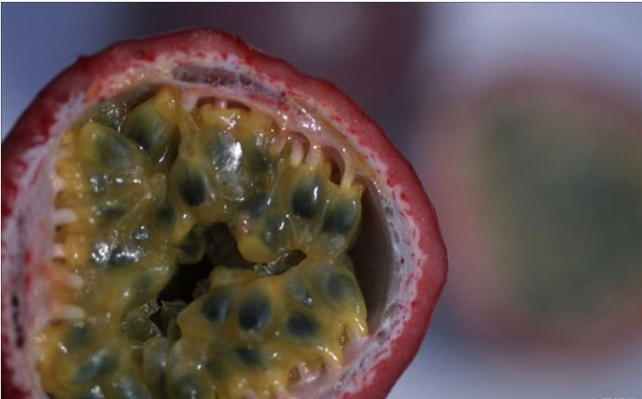 哪幾種人不能吃百香果 百香果青皮的能放熟嗎 哪幾種人不能吃百香果 百香果青皮的能放熟嗎