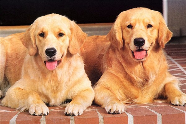 金毛托運(yùn)途中死亡 市監(jiān)部門介入 金毛托運(yùn)途中死亡 市監(jiān)部門介入