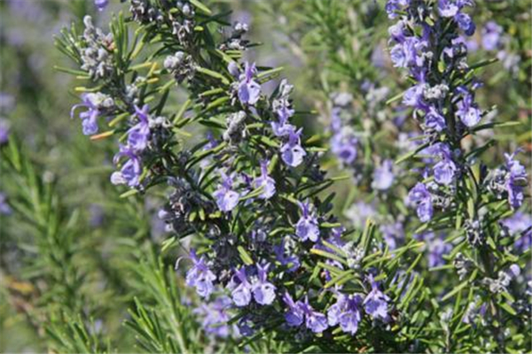 迷迭香有什么作用和功效 迷迭香有毒嗎 迷迭香有什么作用和功效 迷迭香有毒嗎