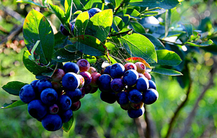 藍(lán)莓吃多了會(huì)中毒嗎 藍(lán)莓皮有什么作用 藍(lán)莓吃多了會(huì)中毒嗎 藍(lán)莓皮有什么作用