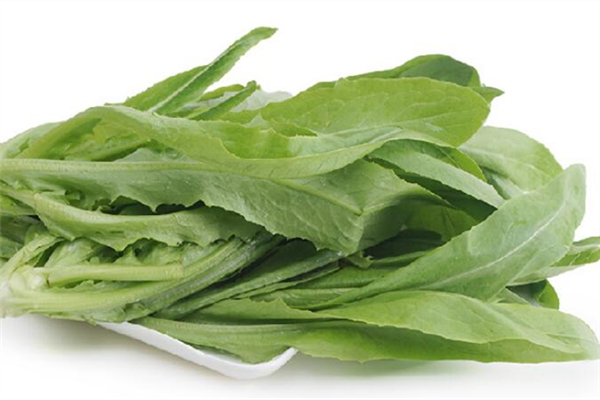 油麥菜對胃好嗎 油麥菜對便秘有好處嗎 油麥菜對胃好嗎 油麥菜對便秘有好處嗎