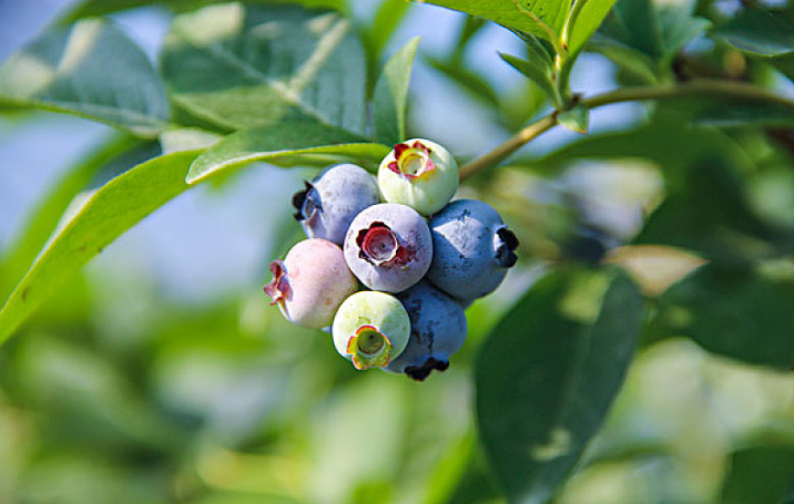 藍(lán)莓和什么水果一起榨汁最佳搭配 藍(lán)莓的禁忌是什么 藍(lán)莓和什么水果一起榨汁最佳搭配 藍(lán)莓的禁忌是什么