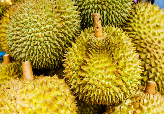 榴蓮沒開口是不是沒熟 榴蓮沒開口放幾天會自動開口嗎 榴蓮沒開口是不是沒熟 榴蓮沒開口放幾天會自動開口嗎