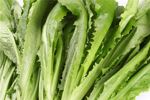 油麥菜和萵筍葉的區(qū)別 油麥菜和萵筍葉是不是同一種菜 油麥菜和萵筍葉的區(qū)別 油麥菜和萵筍葉是不是同一種菜