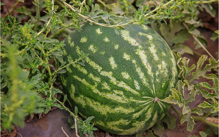 冷凍西瓜能不能吃 冷凍西瓜多久不能吃 冷凍西瓜能不能吃 冷凍西瓜多久不能吃