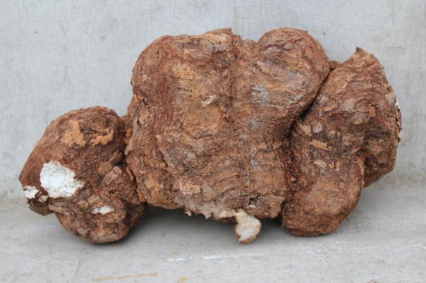 茯苓會(huì)便秘嗎 茯苓會(huì)拉肚子嗎 茯苓會(huì)便秘嗎 茯苓會(huì)拉肚子嗎