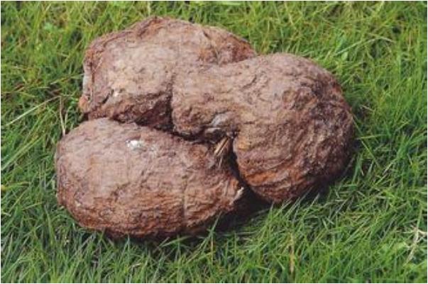 茯苓會(huì)便秘嗎 茯苓會(huì)拉肚子嗎 茯苓會(huì)便秘嗎 茯苓會(huì)拉肚子嗎