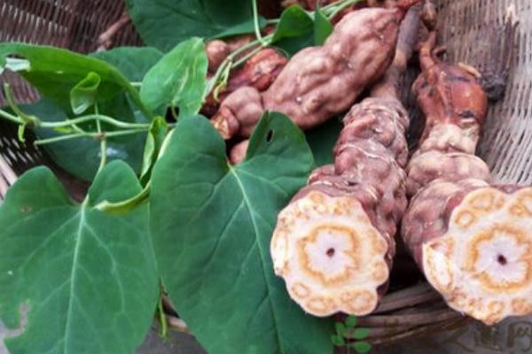 何首烏的功效與作用 何首烏的正確吃法