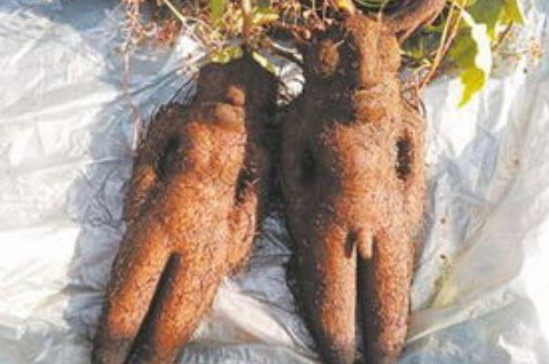 何首烏泡水喝的功效 何首烏泡水能經(jīng)常喝嗎 何首烏泡水喝的功效 何首烏泡水能經(jīng)常喝嗎