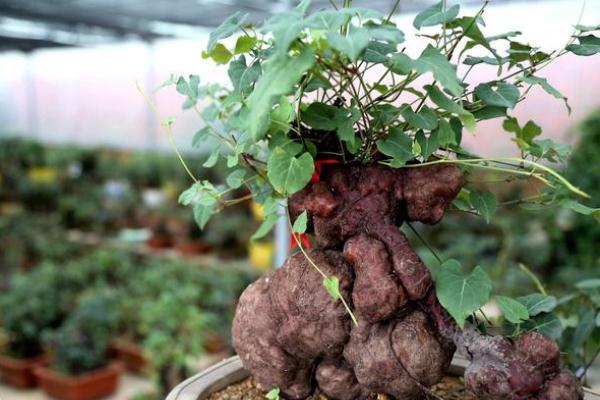 何首烏怎么吃生發(fā)最有效 何首烏泡酒有什么功效 何首烏怎么吃生發(fā)最有效 何首烏泡酒有什么功效