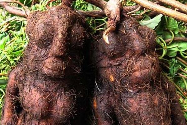 何首烏泡水喝的功效 何首烏泡水能經(jīng)常喝嗎 何首烏泡水喝的功效 何首烏泡水能經(jīng)常喝嗎