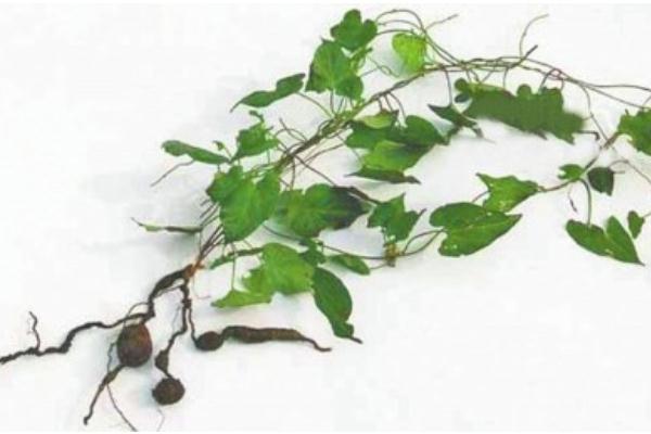 何首烏會導(dǎo)致肝損傷嗎 何首烏會長成人形嗎 何首烏會導(dǎo)致肝損傷嗎 何首烏會長成人形嗎